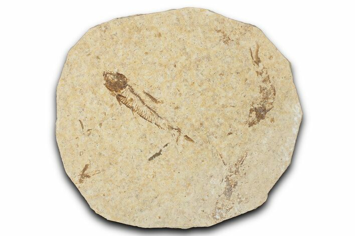 Fossil Fish (Knightia) Mortality Plate - Wyoming #339016